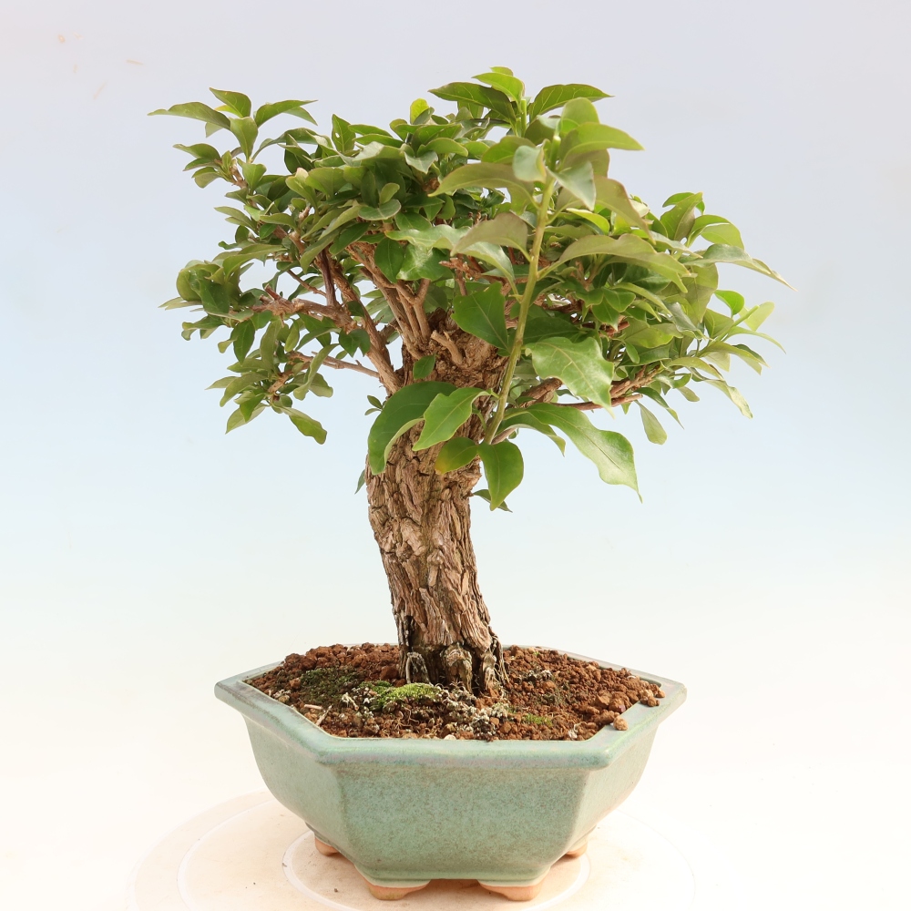 Pokój bonsai - Bouganwilea