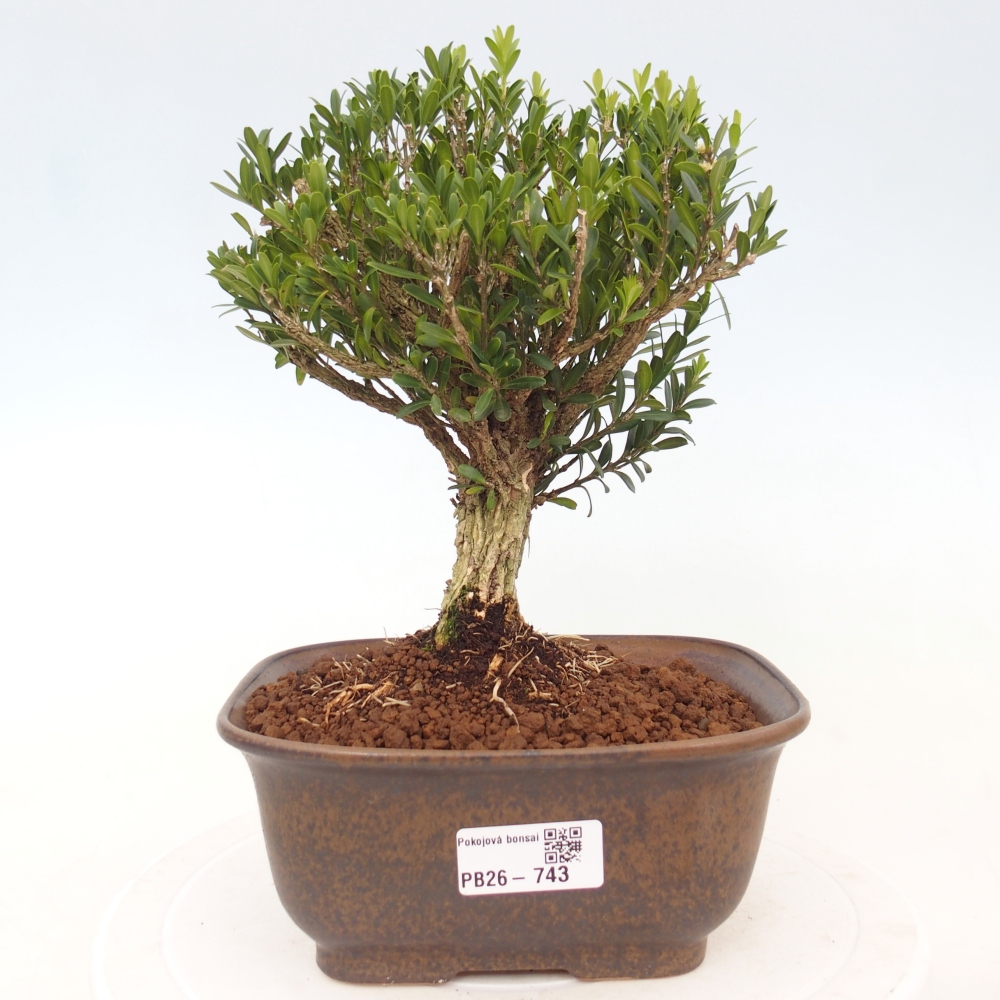 Pokój bonsai - Buxus harlandii - buxus korkowy