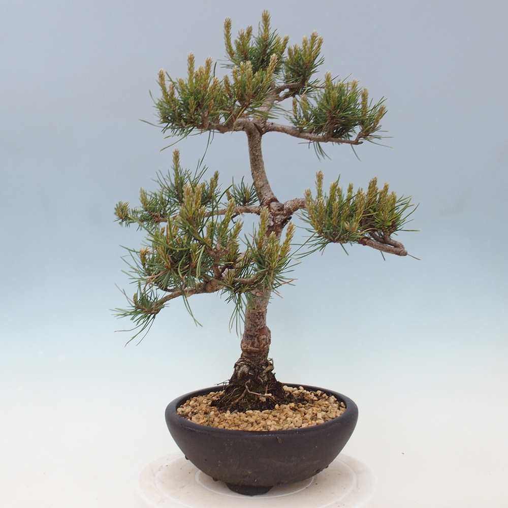Outdoor bonsai - Pinus Sylvestris - sosna zwyczajna