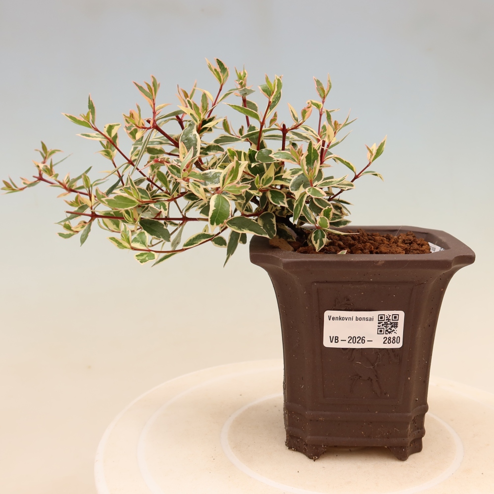 Bonsai ogrodowe – Abelia gr. Confetti – Abelia wielkokwiatowa