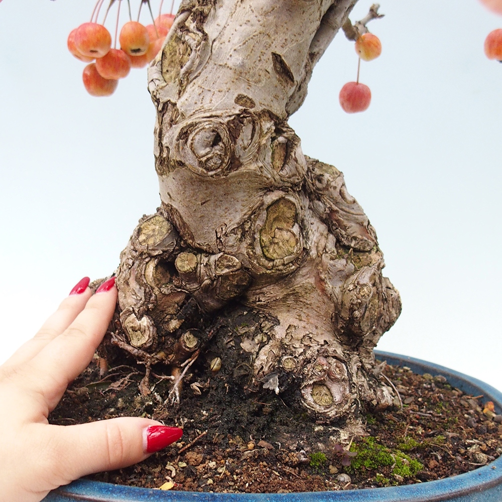 Bonsai plenerowe - Malus Halliana - Jabłoń drobnoowocowa