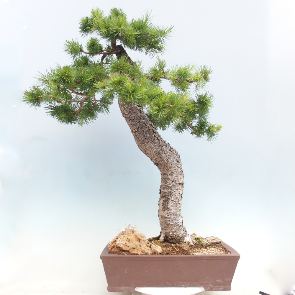 Bonsai zewnętrzne - Larix decidua - Modrzew