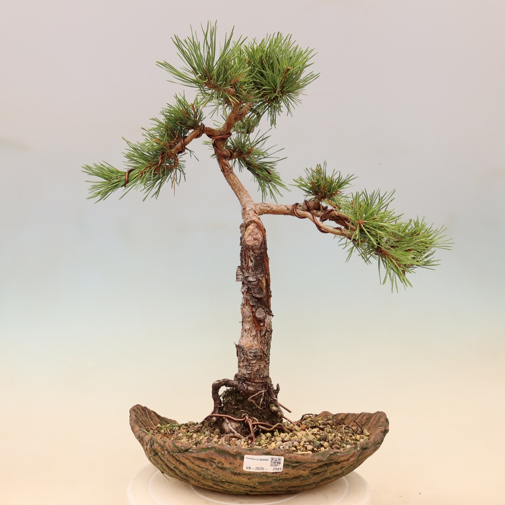 Bonsai ogrodowe – Pinus Sylvestris Watererri – sosna leśna