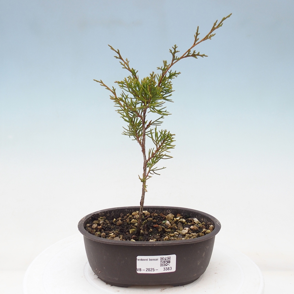 Outdoor bonsai - Juniperus chinensis Itoigawa - Jałowiec chiński