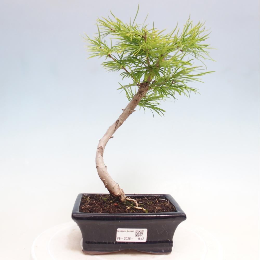 Bonsai zewnętrzne - Pseudolarix amabis-Pseudolarix amabis