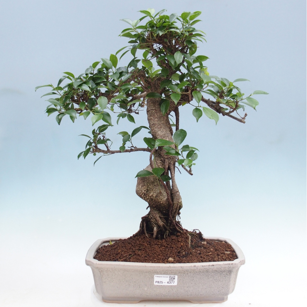 Pokój bonsai - Ficus retusa - figowiec drobnolistny