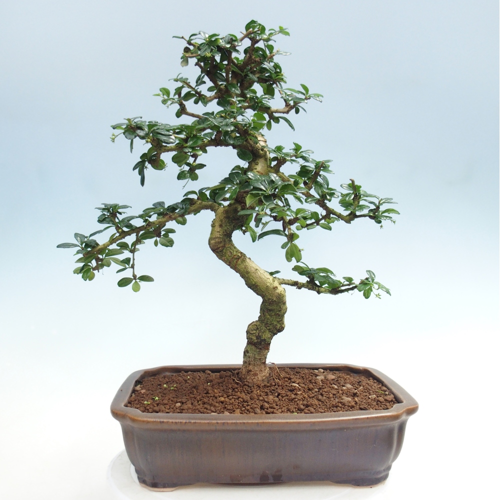 Bonsai pokojowe - Carmona macrophylla - Tea fuki