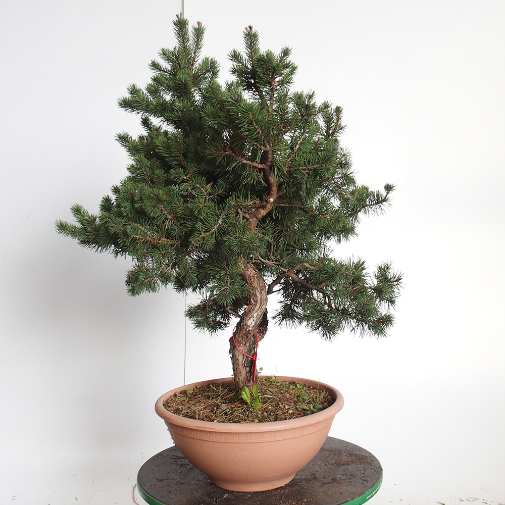Yamadori - Pinus sylvestris Hiszpania