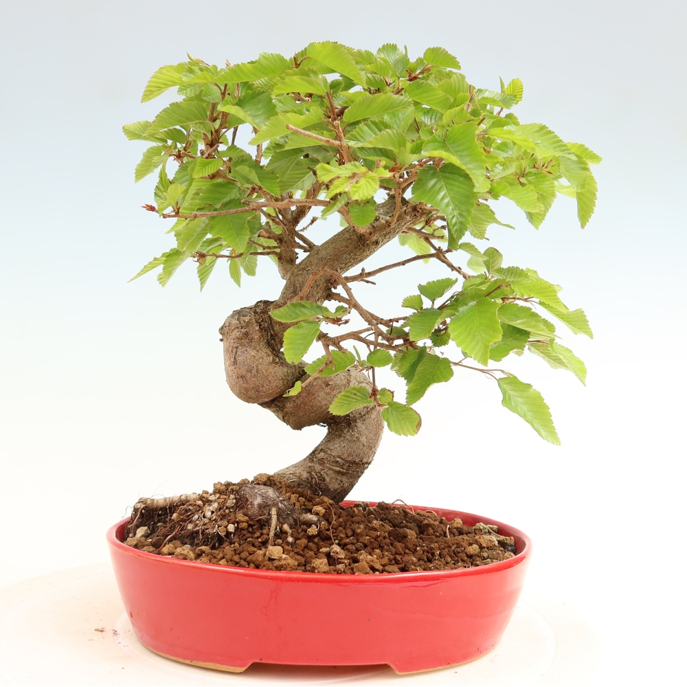 Outdoor bonsai - Carpinus coreana - grab koreański