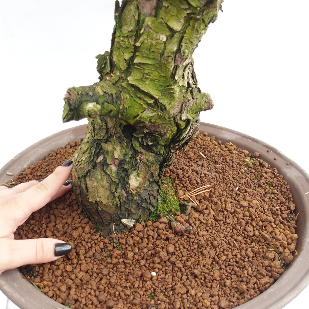 Outdoor bonsai - Pinus parviflora - Mała sosna