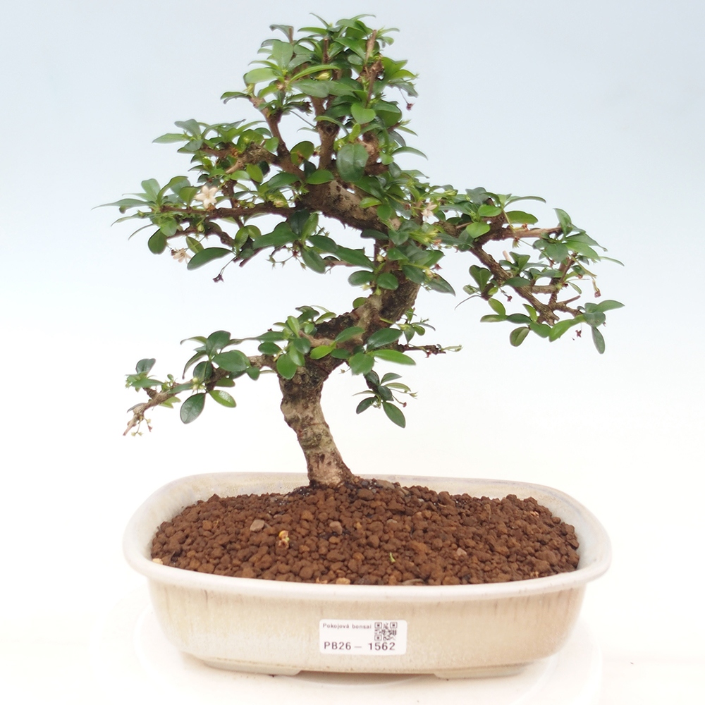 Bonsai pokojowe - Carmona macrophylla - Tea fuki