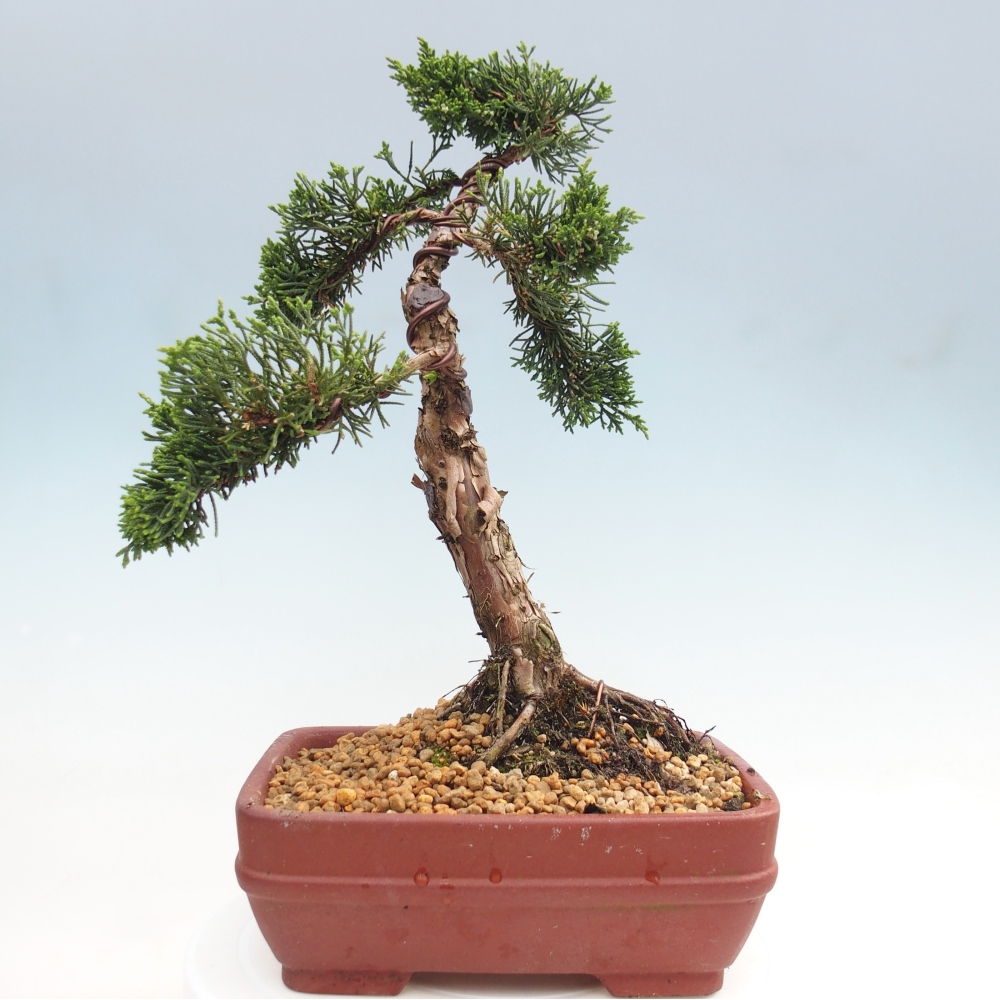Outdoor bonsai - Juniperus chinensis Kishu