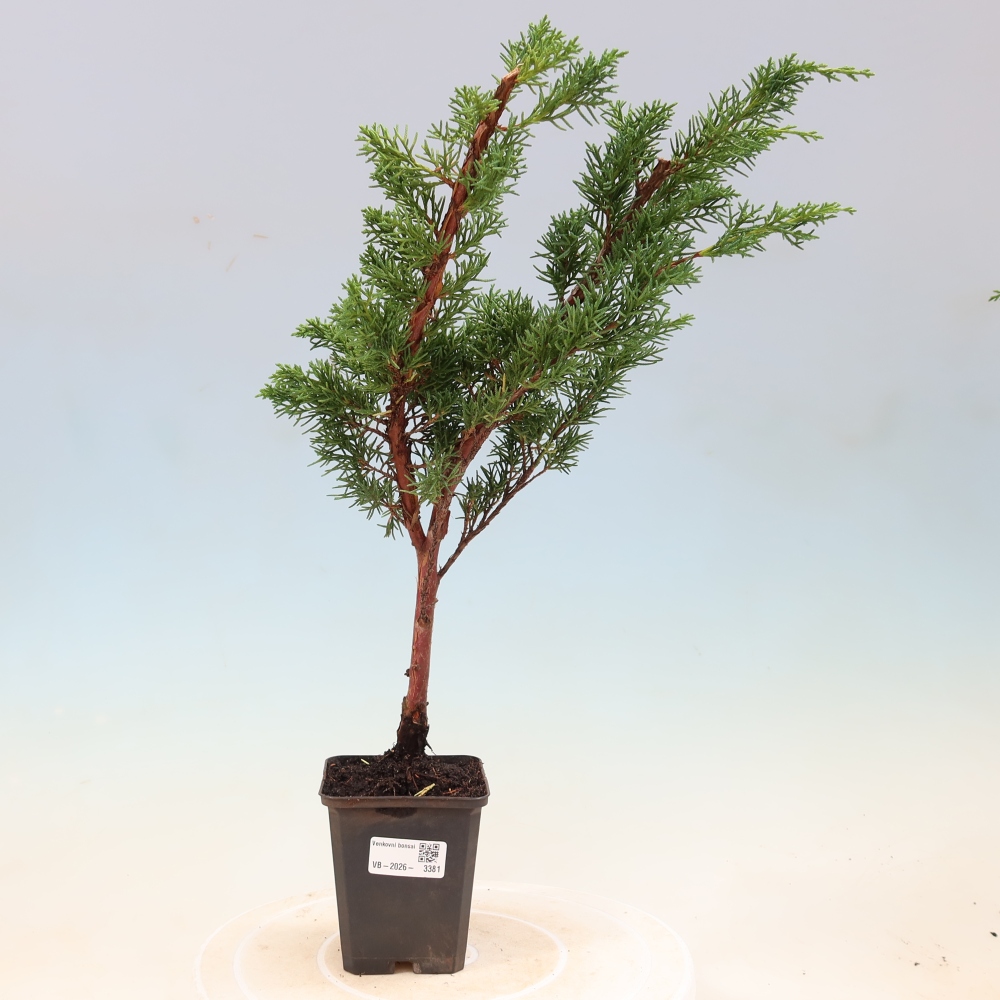 Outdoor bonsai - Juniperus chinensis Kishu