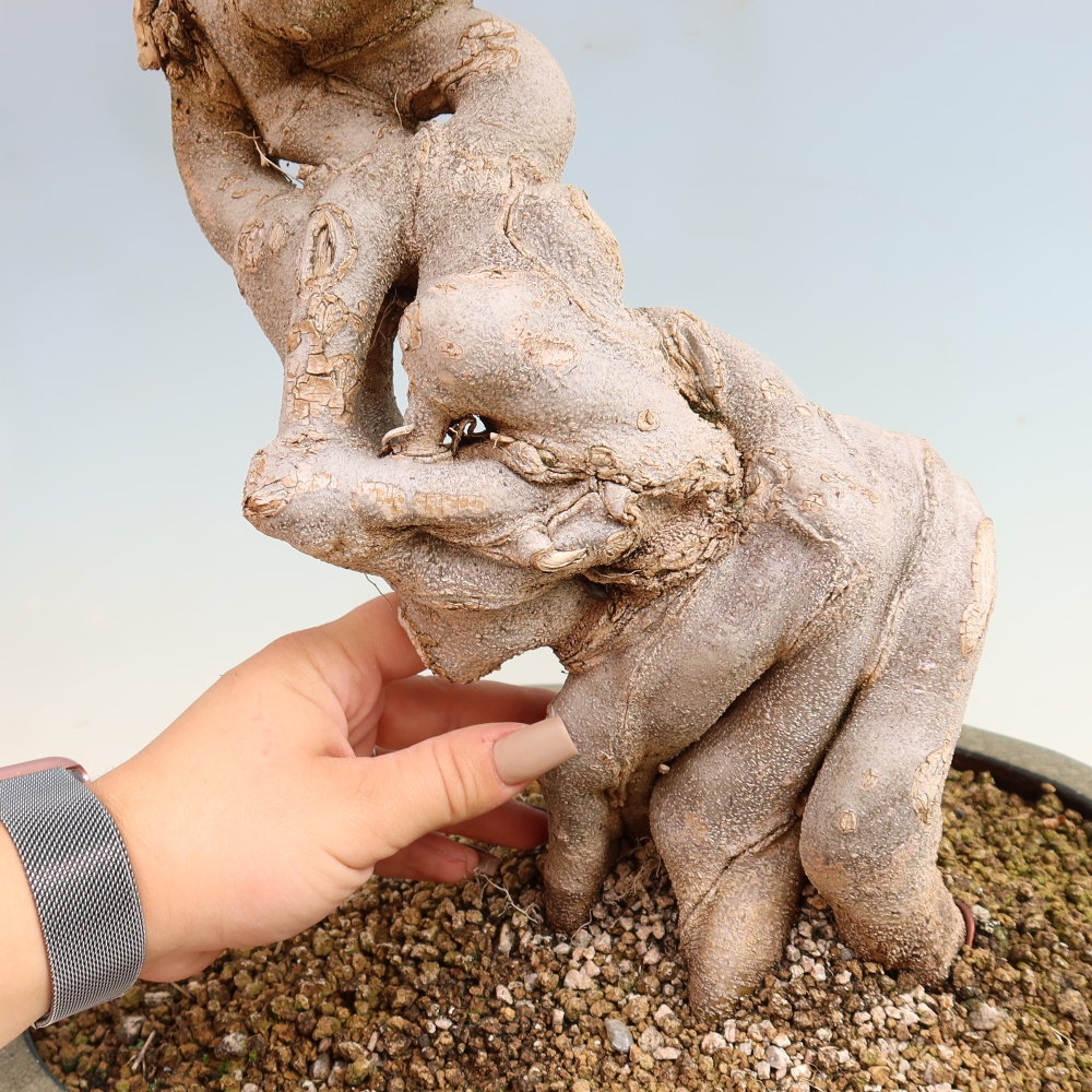 Outdoor bonsai - Acer Buergerianum - Klon Burger