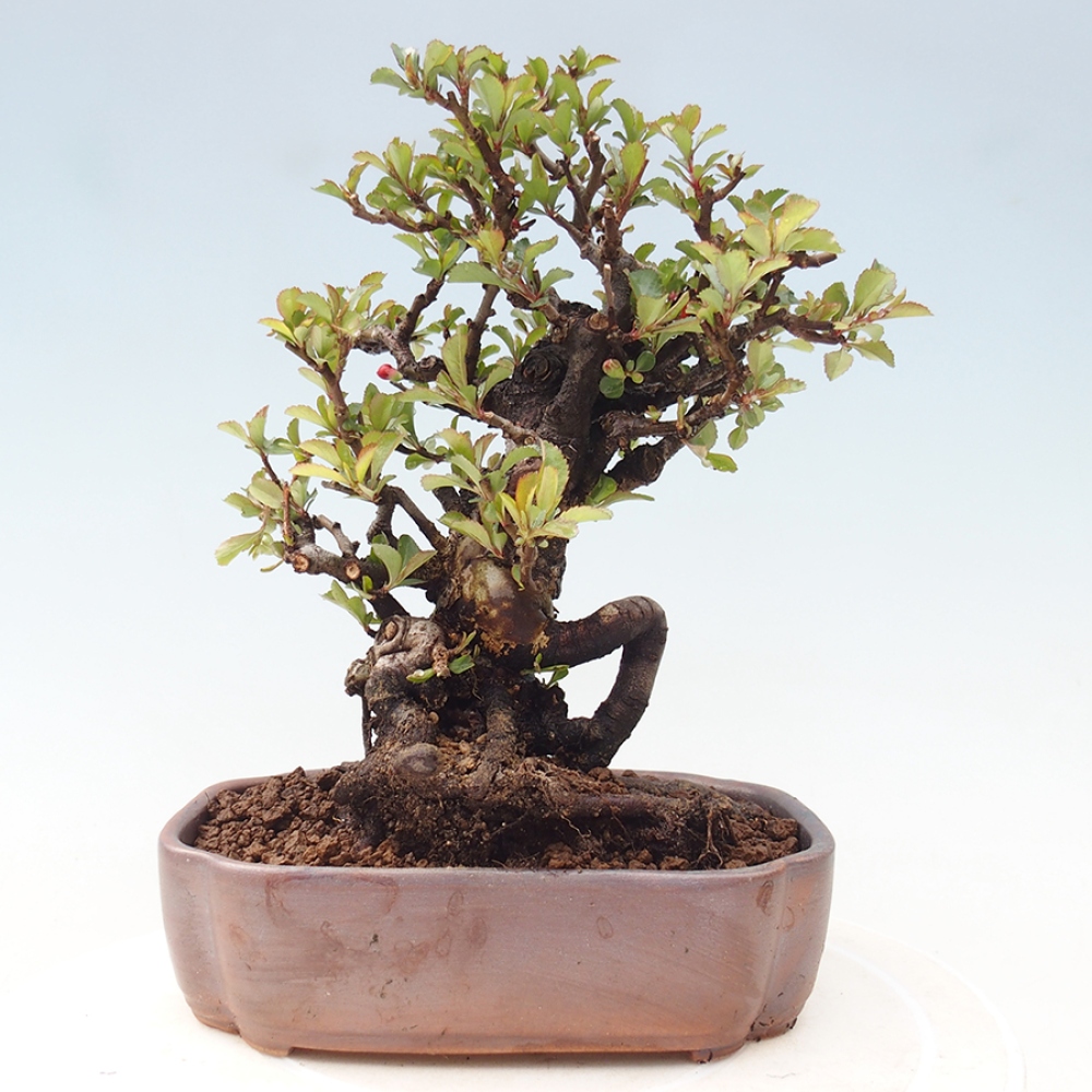 Bonsai zewnętrzne - Chaneomeles speciosa - Pigwa