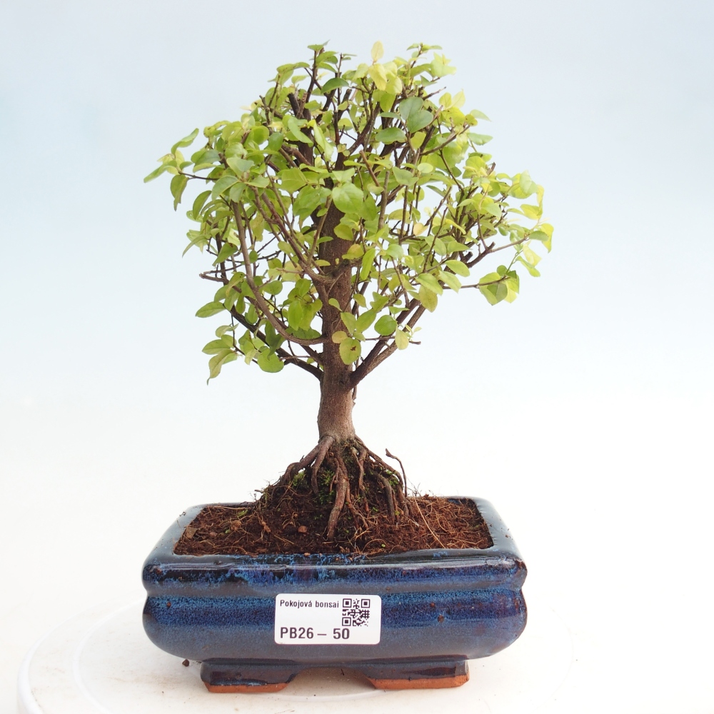 Bonsai pokojowe - Sageretia thea - Sageretia thea