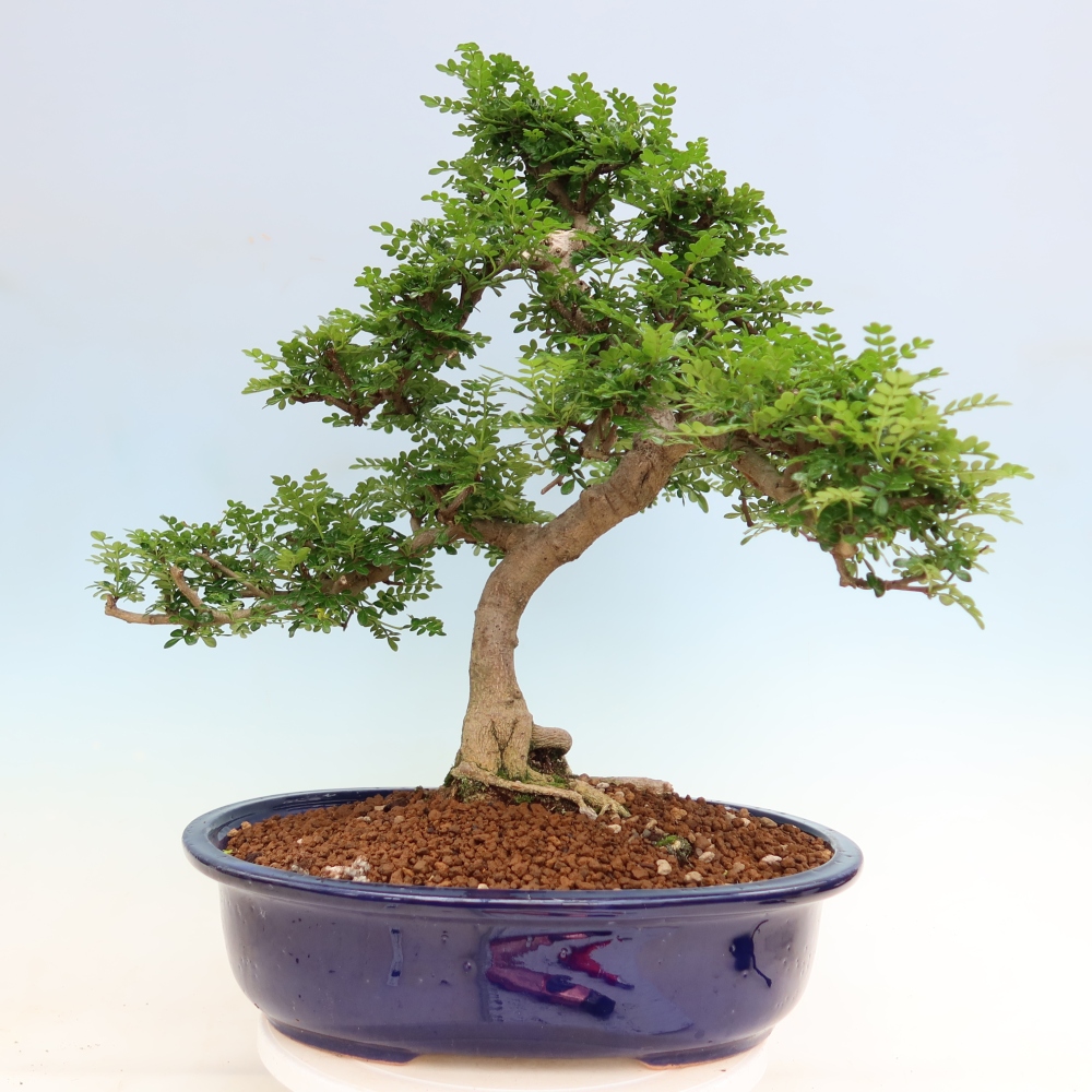Pokój bonsai - Zantoxylum piperitum - drzewo pieprzowe