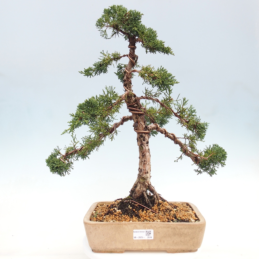 Outdoor bonsai - Juniperus chinensis Kishu - chiński jałowiec