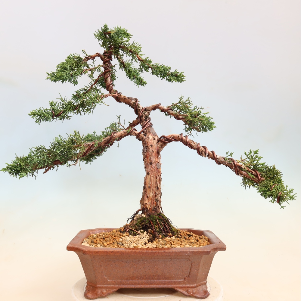 Outdoor bonsai - Juniperus chinensis Kishu