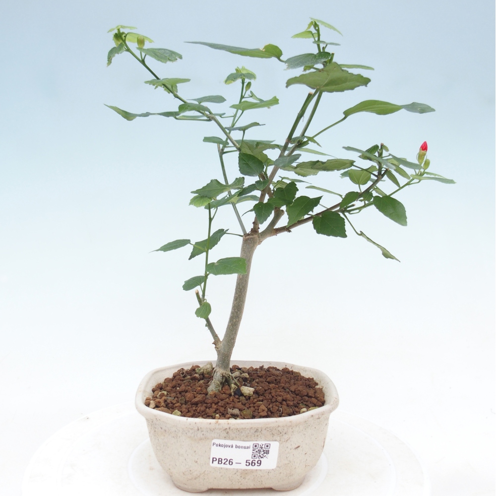 Bonsai domowe - Malvaviscus arboreus