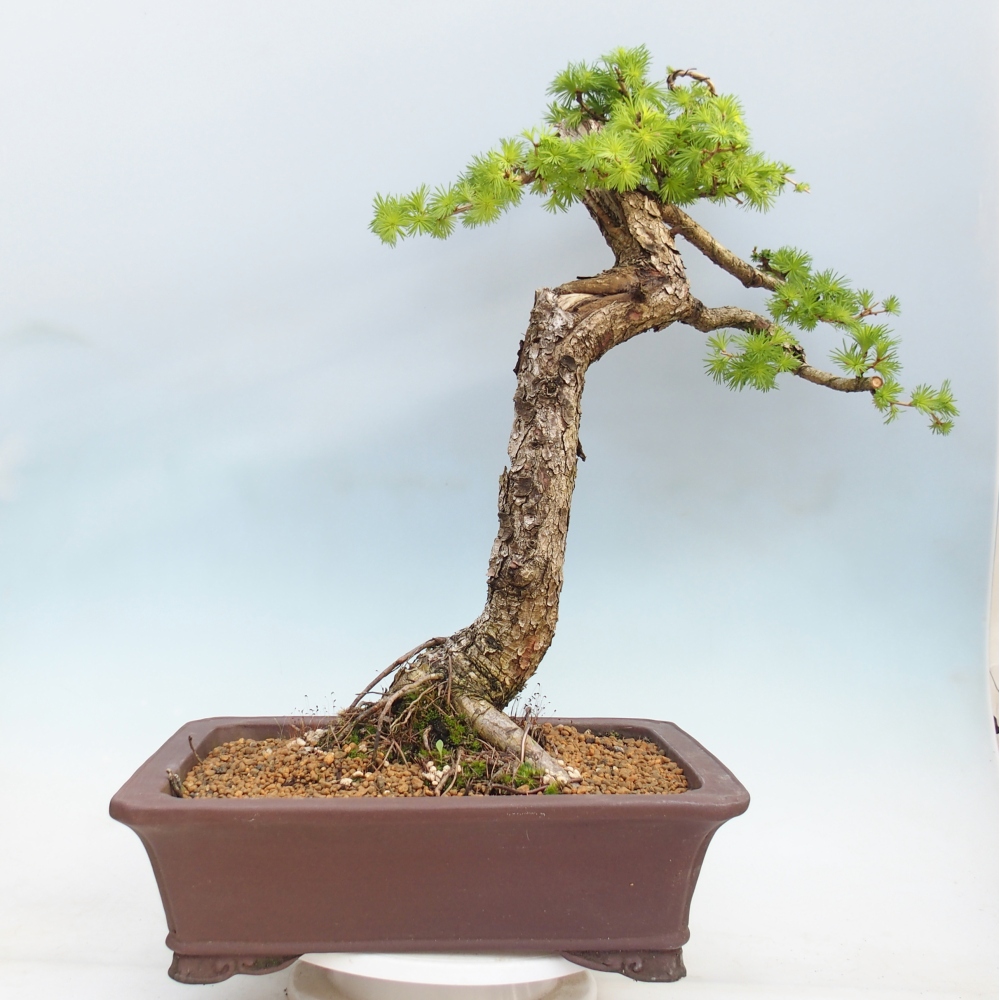Bonsai zewnętrzne - Larix decidua - Modrzew