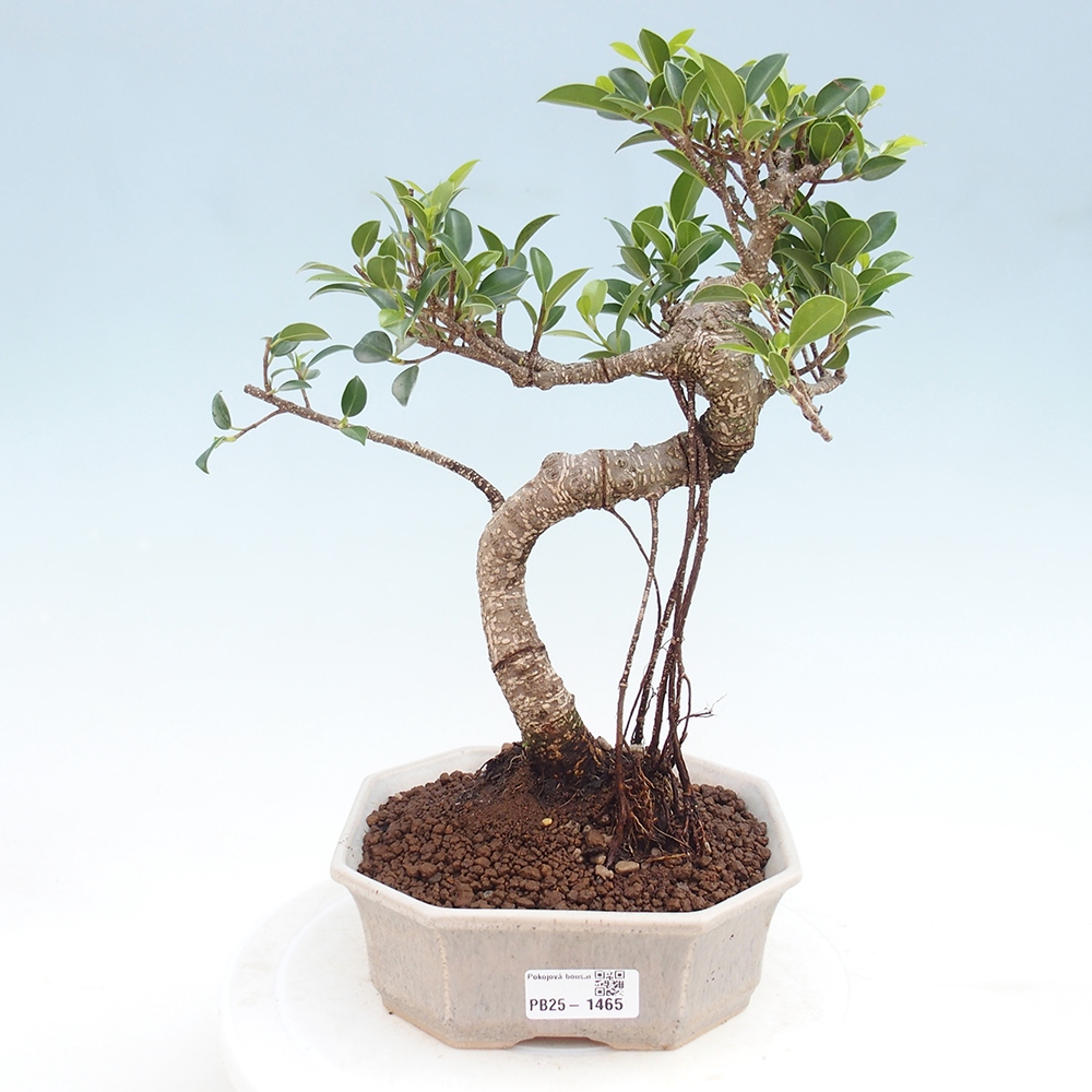Kryty bonsai - Ficus retusa - figowiec drobnolistny