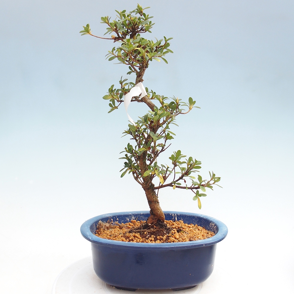 Bonsai zewnętrzne - Azalia japońska - Azalia Kinsho