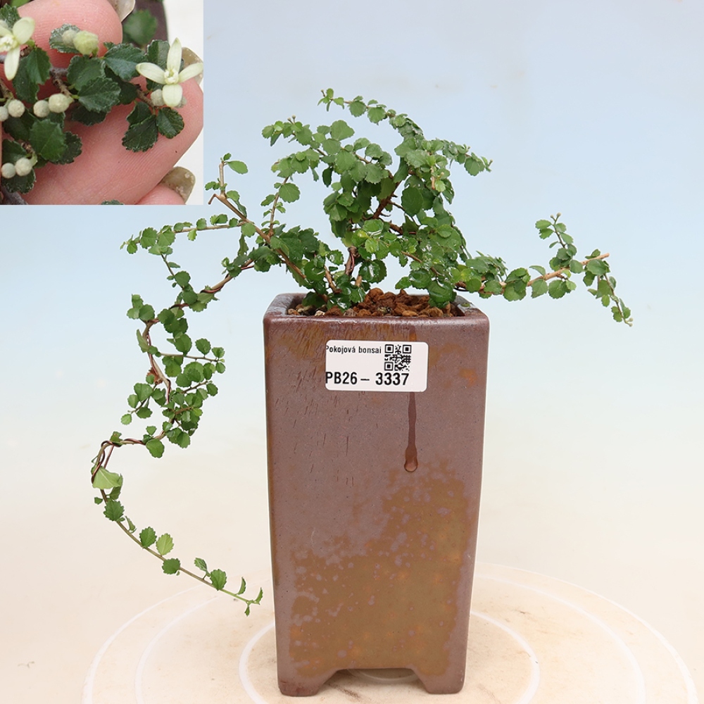 Pokój bonsai - Grewia sp. - Grewia malafolia