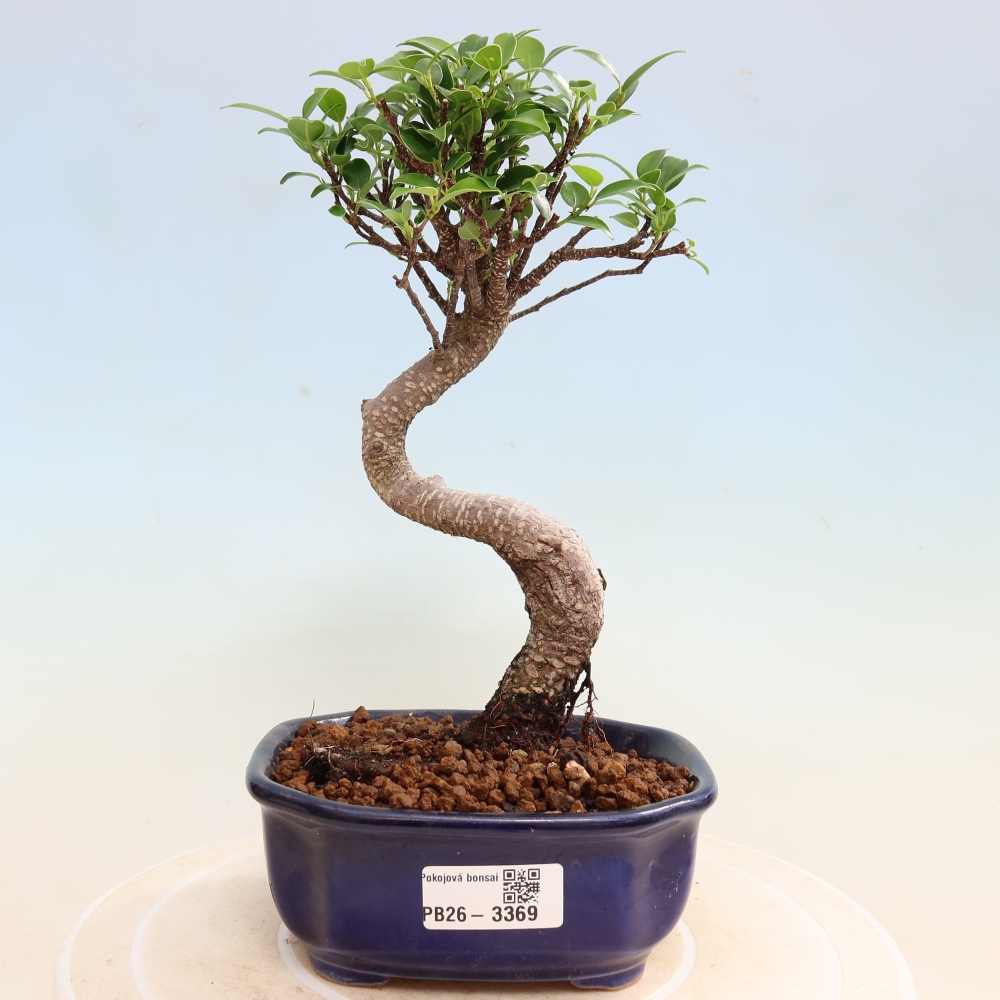 Pokój bonsai - Ficus kimmen - figowiec drobnolistny