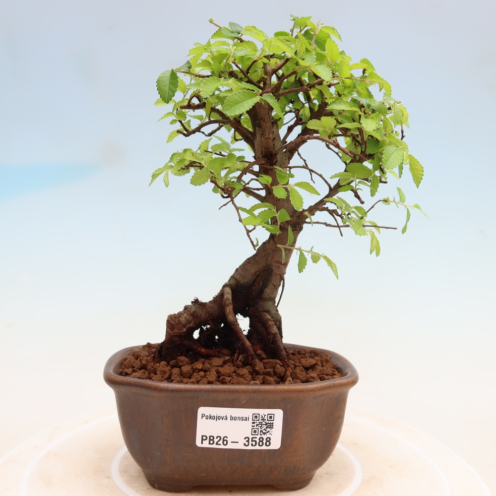Pokój bonsai - Ulmus parvifolia - Wiąz drobnolistny