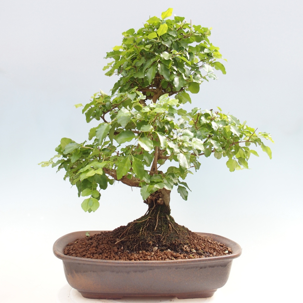 Pokój bonsai - Ligustrum chinensis - Dziób ptaka