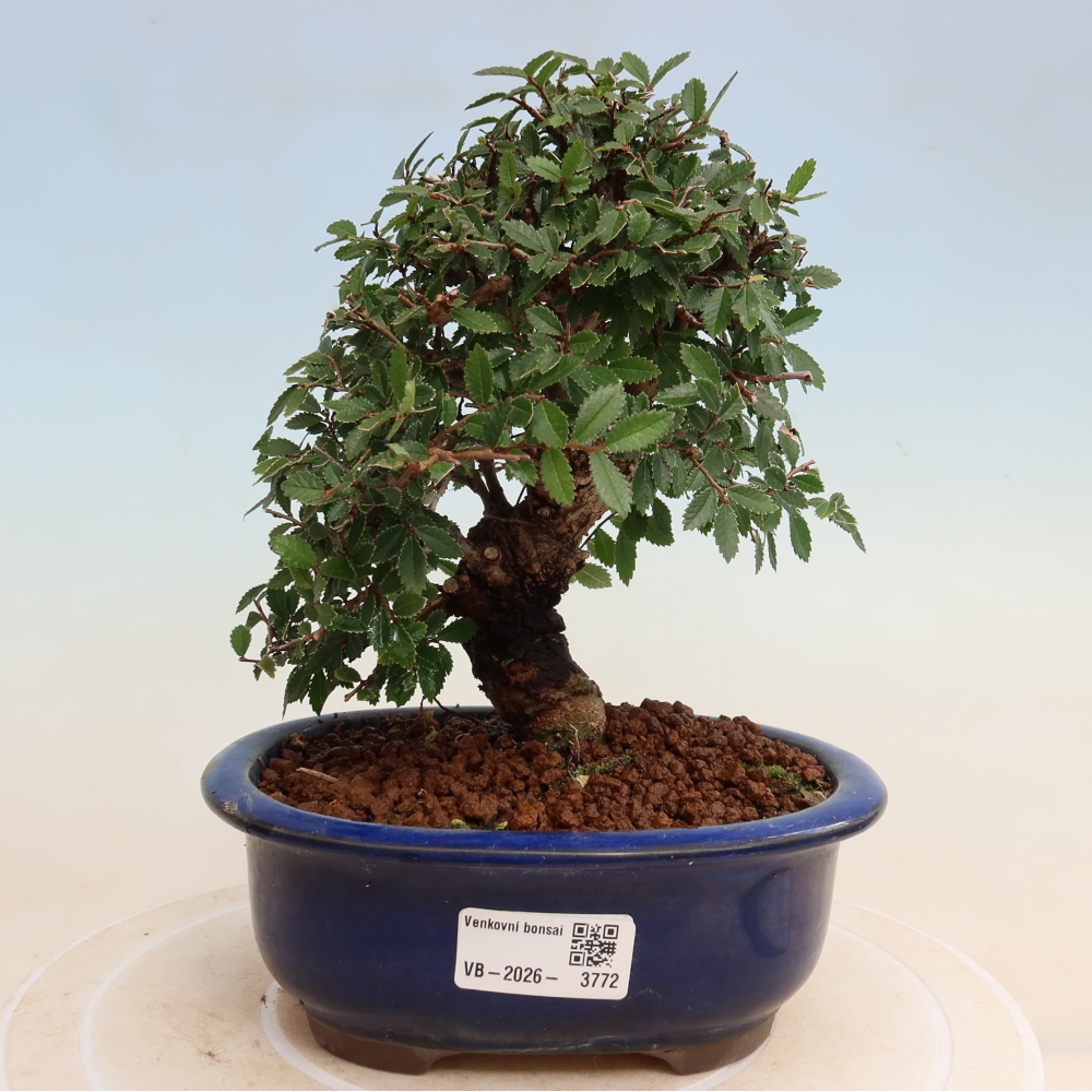 Bonsai zewnętrzne - Zelkova - Zelkova NIRE