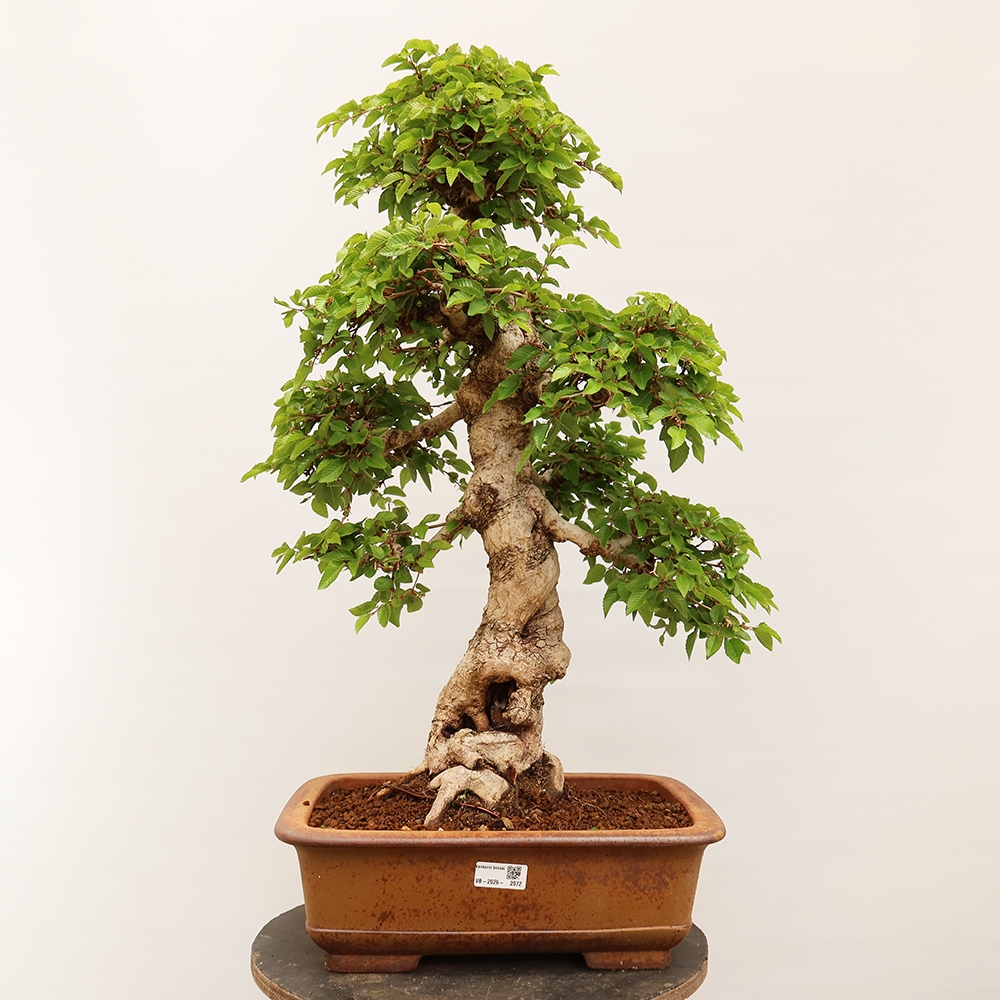 Bonsai plenerowe - Carpinus Coreana - grab koreański