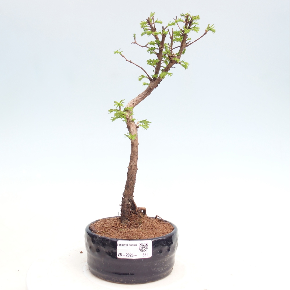 Outdoor bonsai - Metasequoia glyptostroboides - Metasekwoja chińska