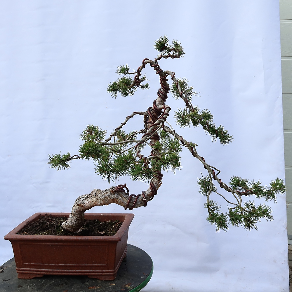 Pinus sylvestris Hiszpania – sosna zwyczajna