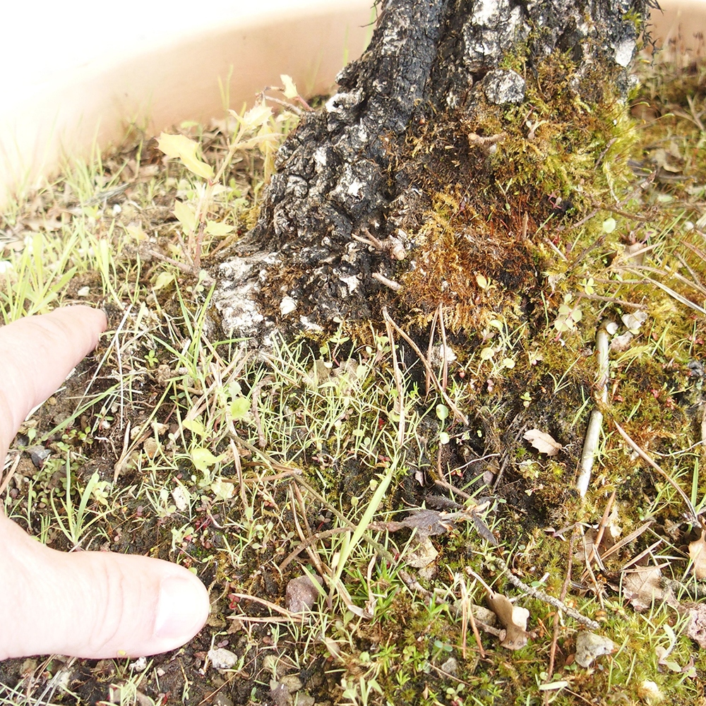 Freilandbonsai Quercus Cerris - Eiche Cer