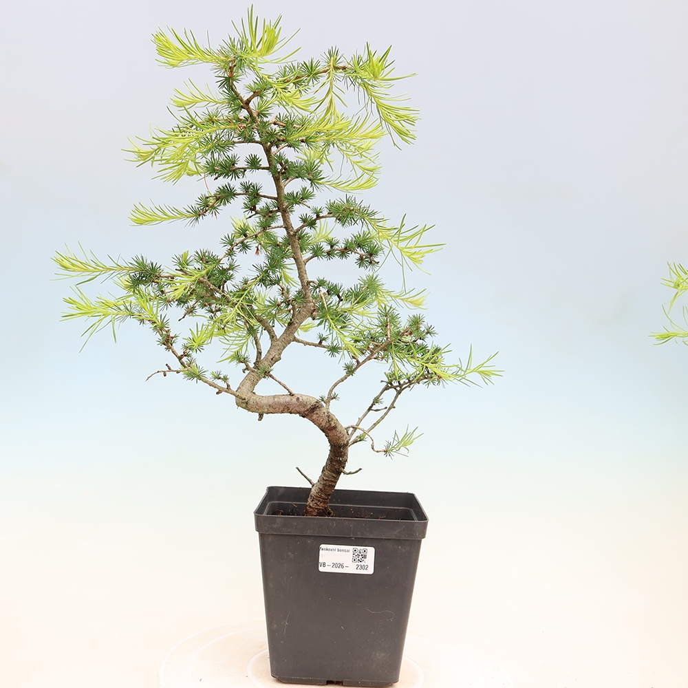 Bonsai zewnętrzne - Larix decidua - Modrzew