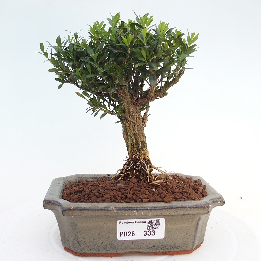 Pokój bonsai - Buxus harlandii - buxus korkowy