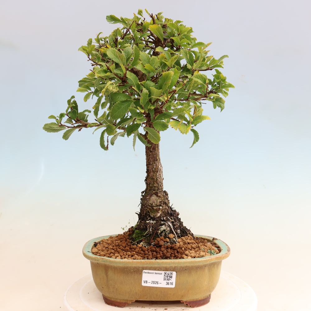 Bonsai zewnętrzne - Zelkova - Zelkova NIRE