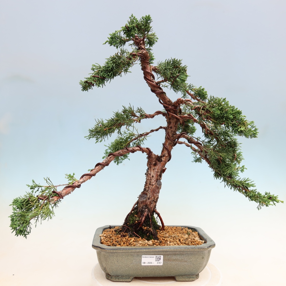 Outdoor bonsai - Juniperus chinensis Kishu