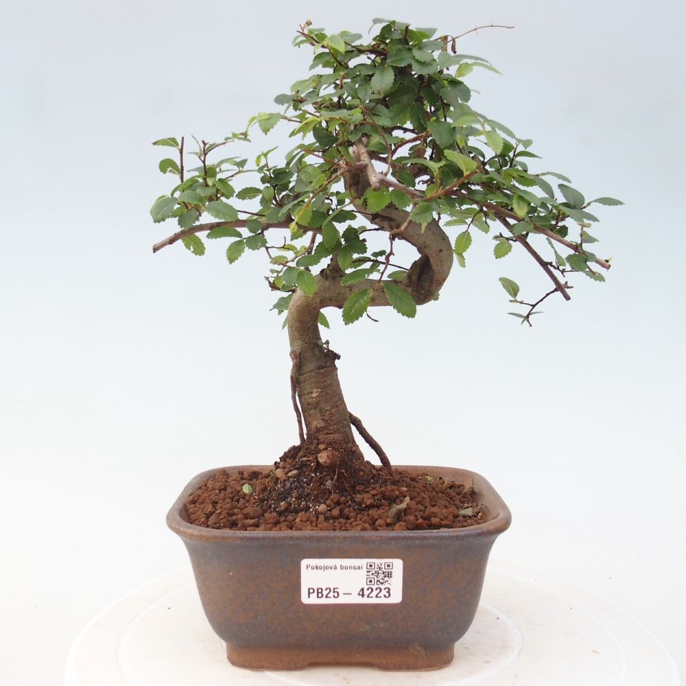 Pokój bonsai - Ulmus parvifolia - Wiąz drobnolistny