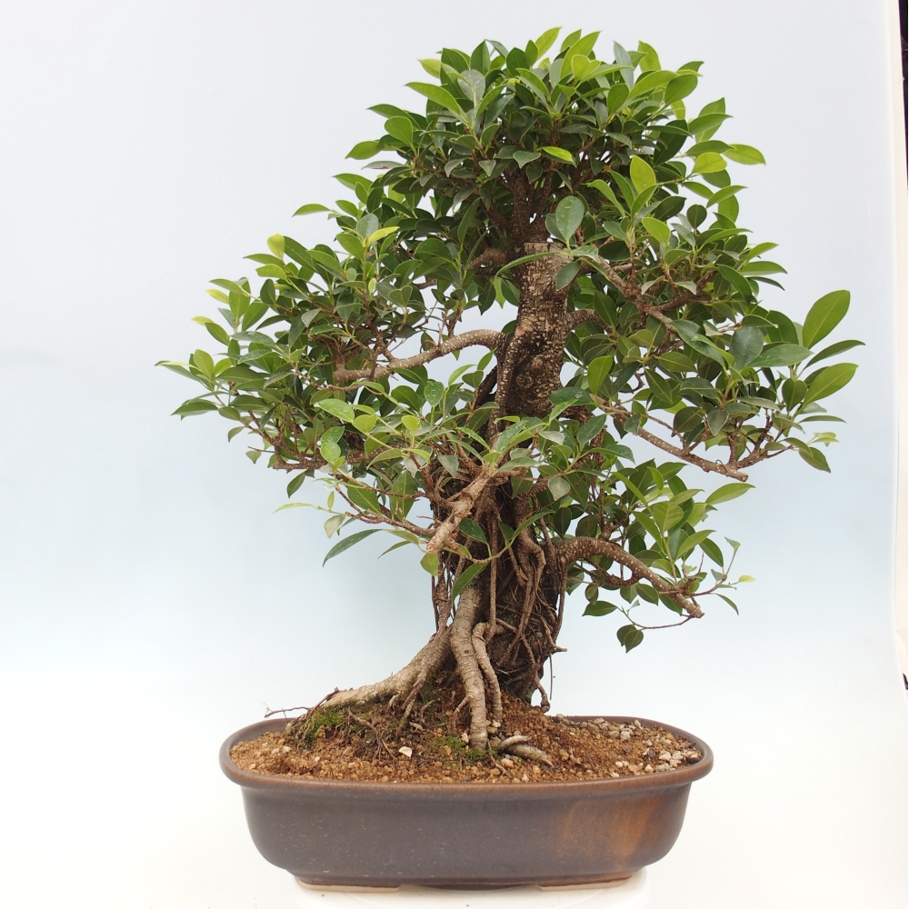 Bonsai pokojowe - Ficus kimmen - figowiec drobnolistny - WYŁĄCZNIE ODBIÓR OSOBISTY lub transport paletowy