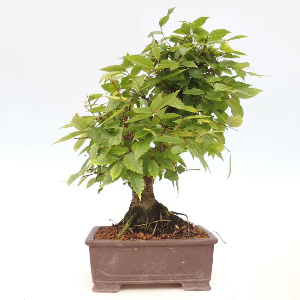 Bonsai na zewnątrz - Zelkova - Zelkova serrata