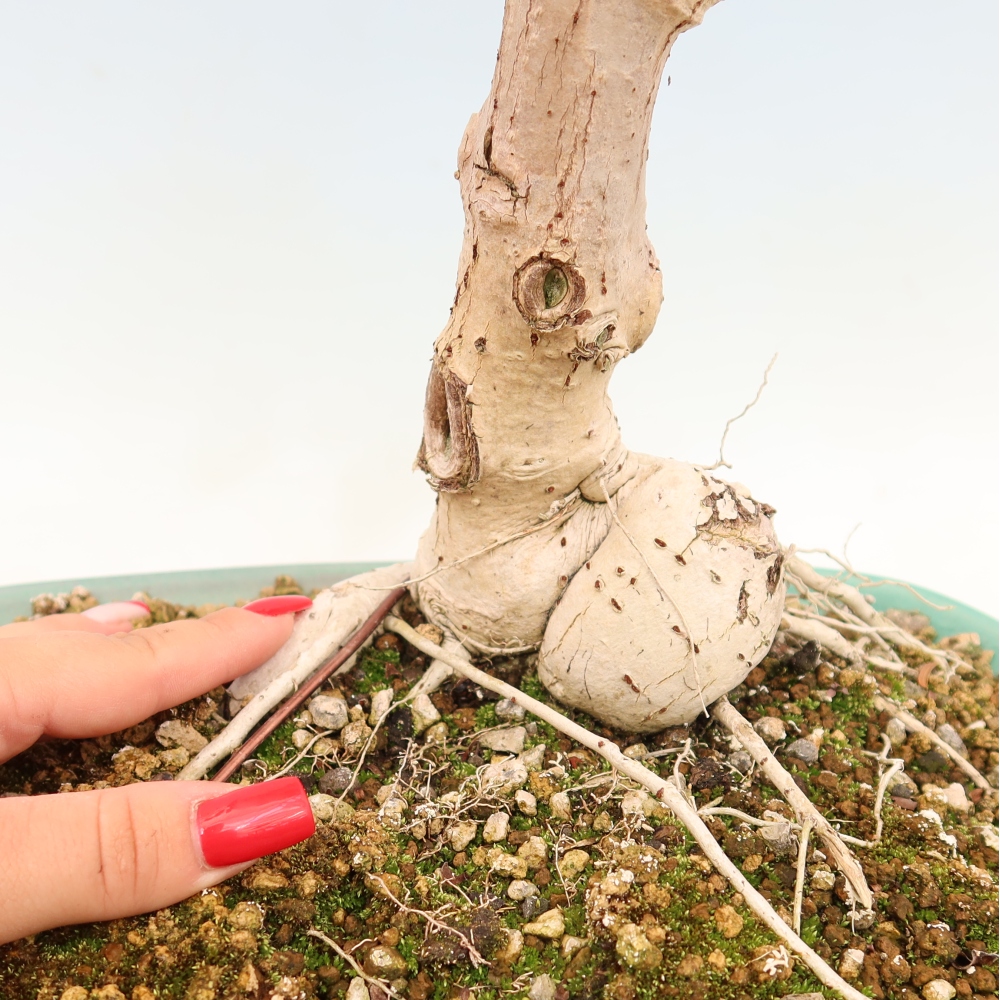 Bonsai domowe - Hibiscus tiliaceus - Hibiskus morski