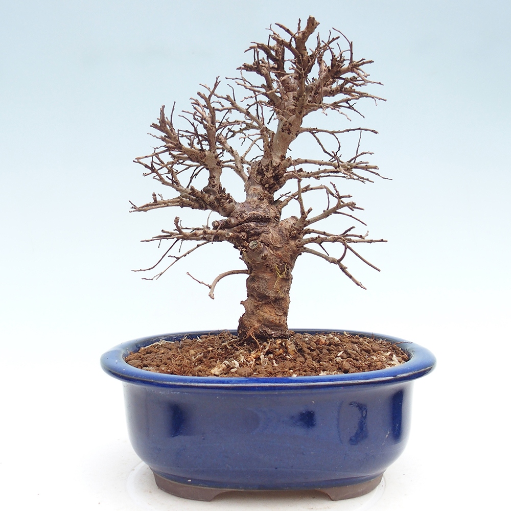 Bonsai zewnętrzne - Zelkova - Zelkova NIRE