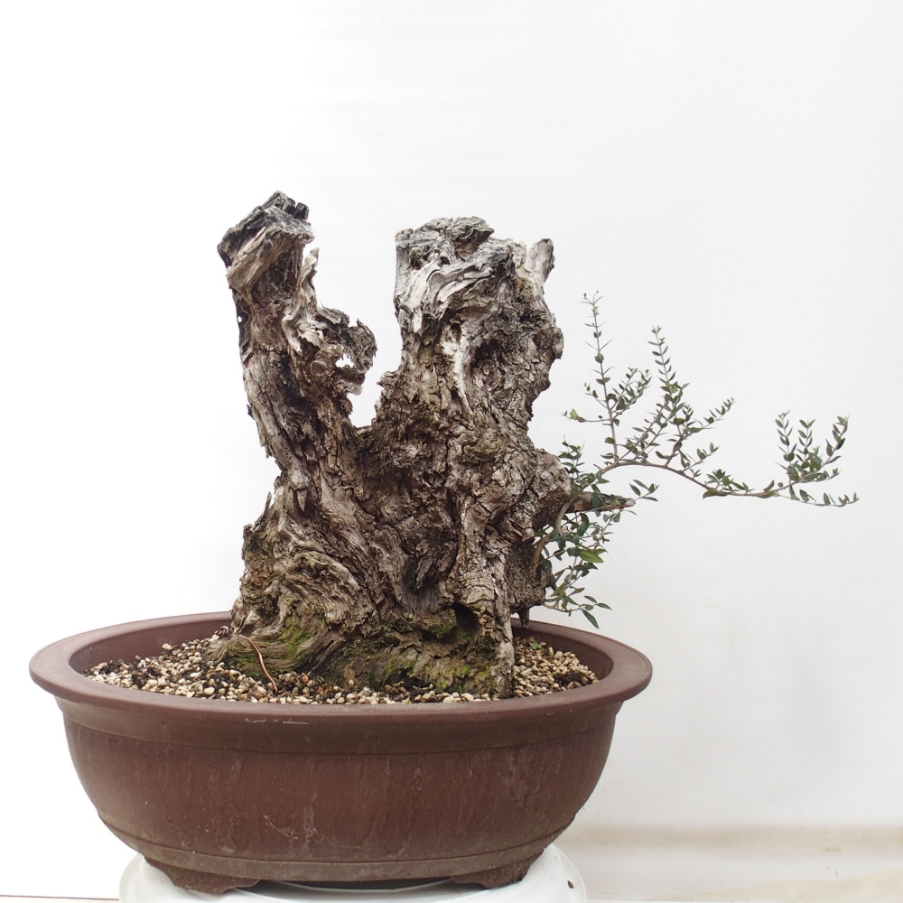 Kryte bonsai - Olea europaea sylvestris - Europejska oliwa z małych liści