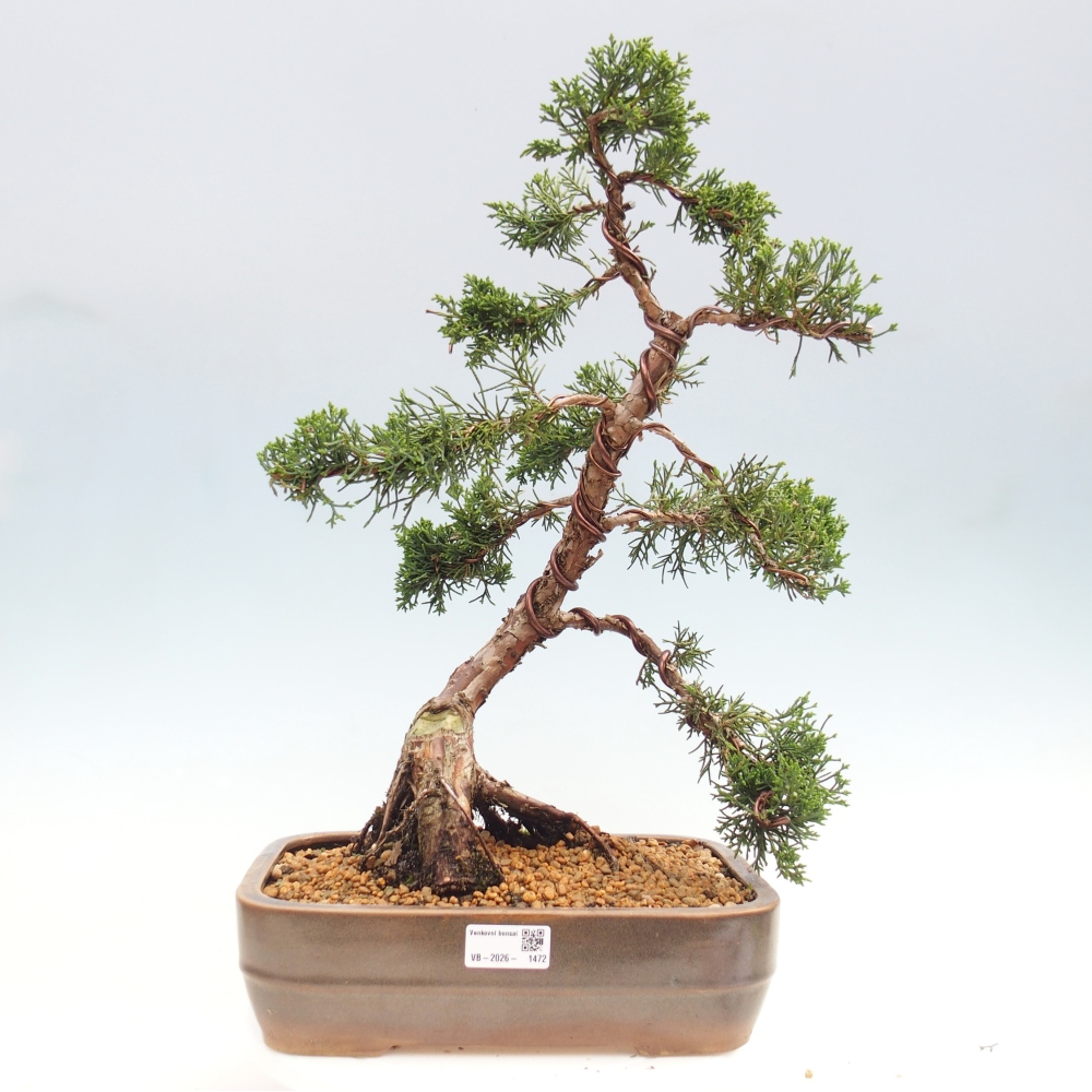 Outdoor bonsai - Juniperus chinensis Kishu - chiński jałowiec
