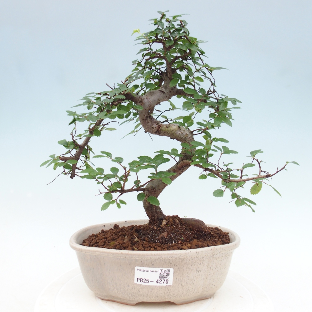 Pokój bonsai - Ulmus parvifolia - Wiąz drobnolistny