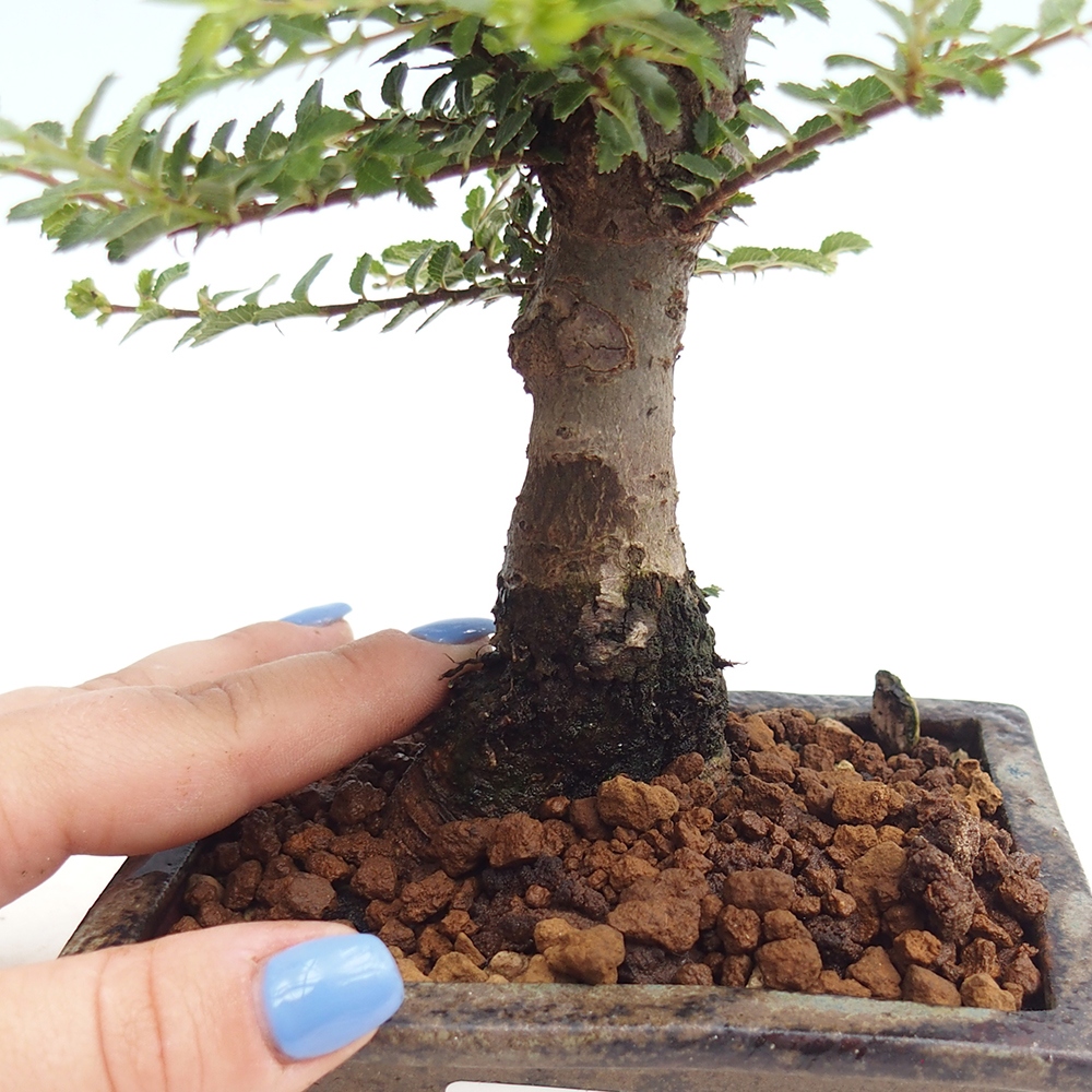 Bonsai zewnętrzne - Ulmus parvifolia Hokkaido - wiąz chiński