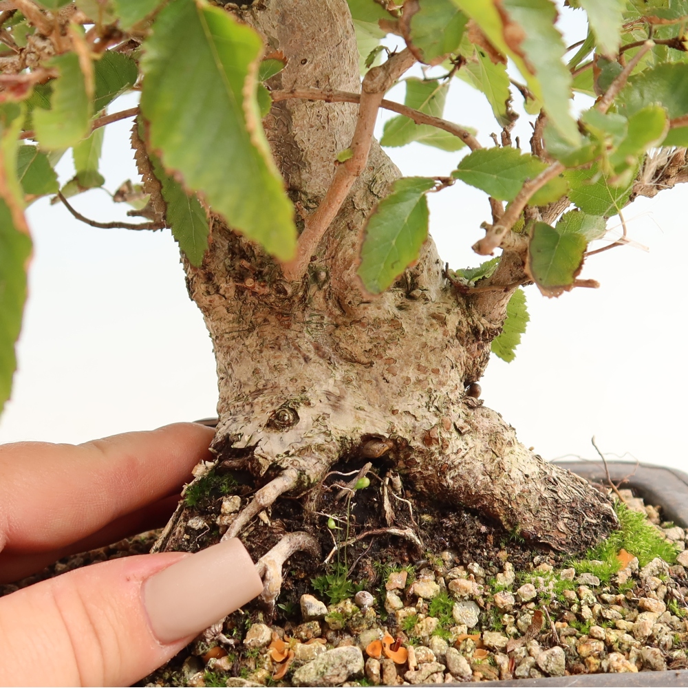 Outdoor bonsai - Carpinus CARPINOIDES - grab koreański